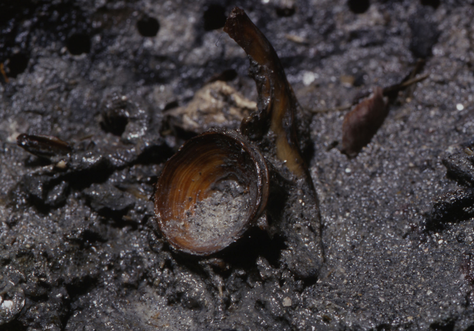 Photographie sous-marine d'une vertèbre de morue