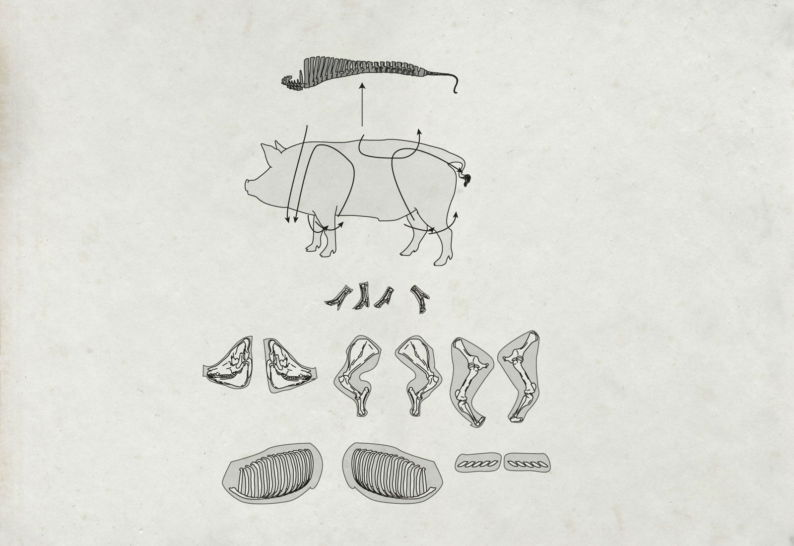 Schéma de découpe du porc