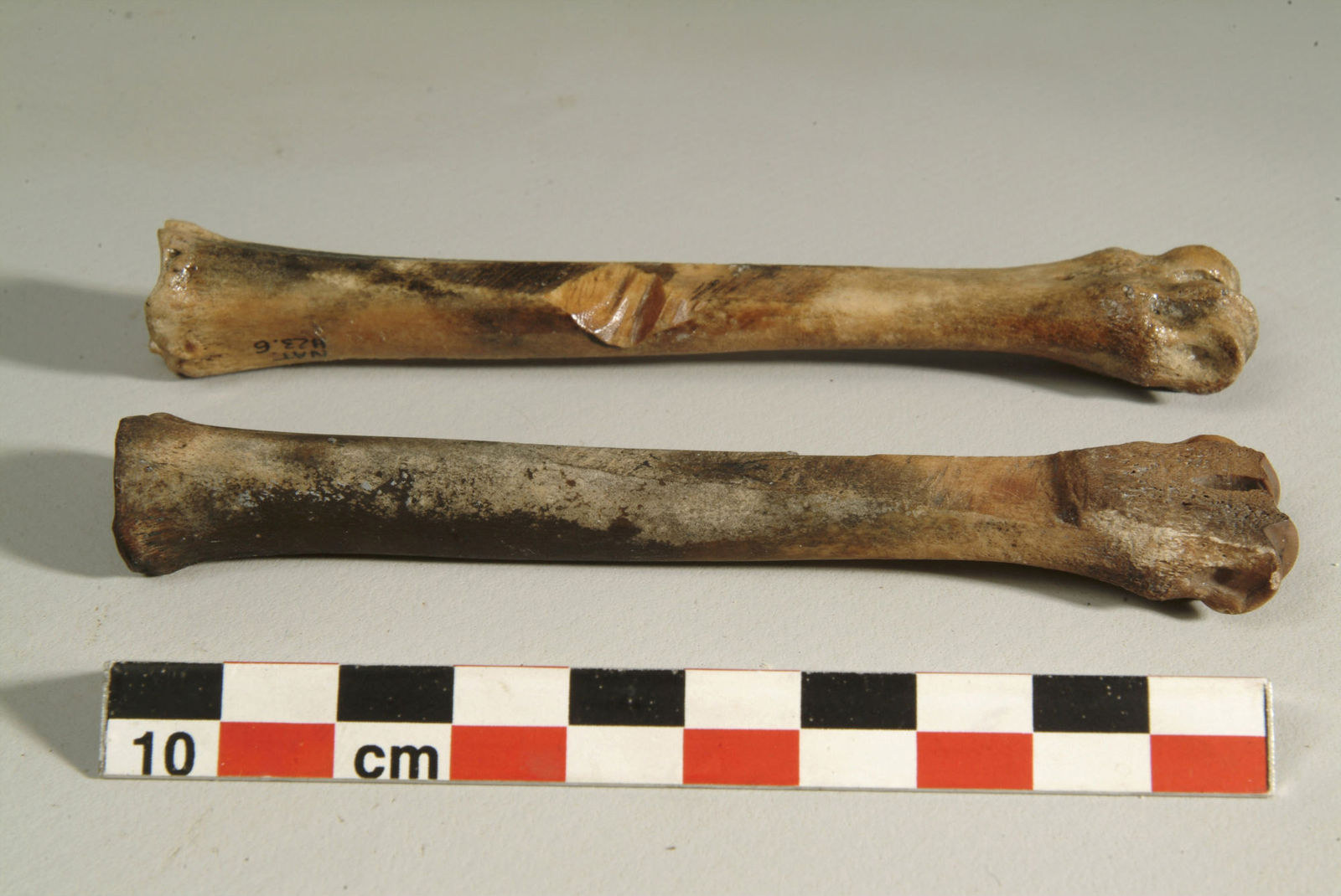 Photographie de deux métapodes de mouton