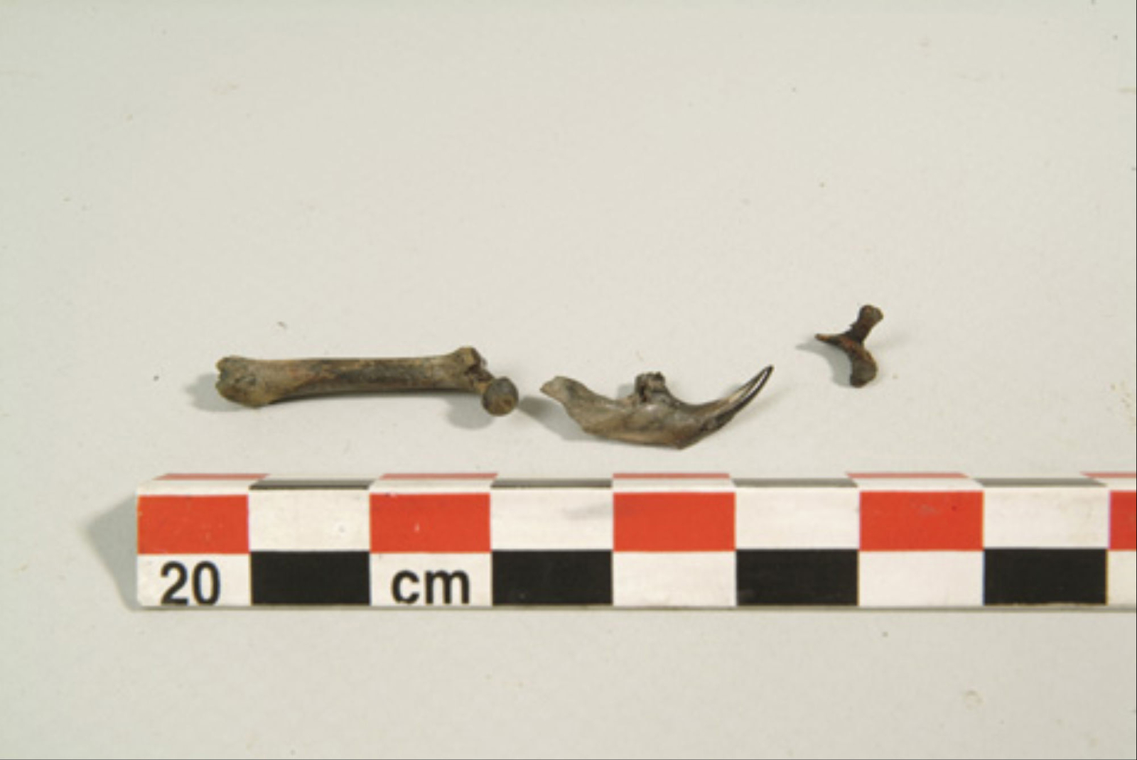 Photographie d'os de rat noir