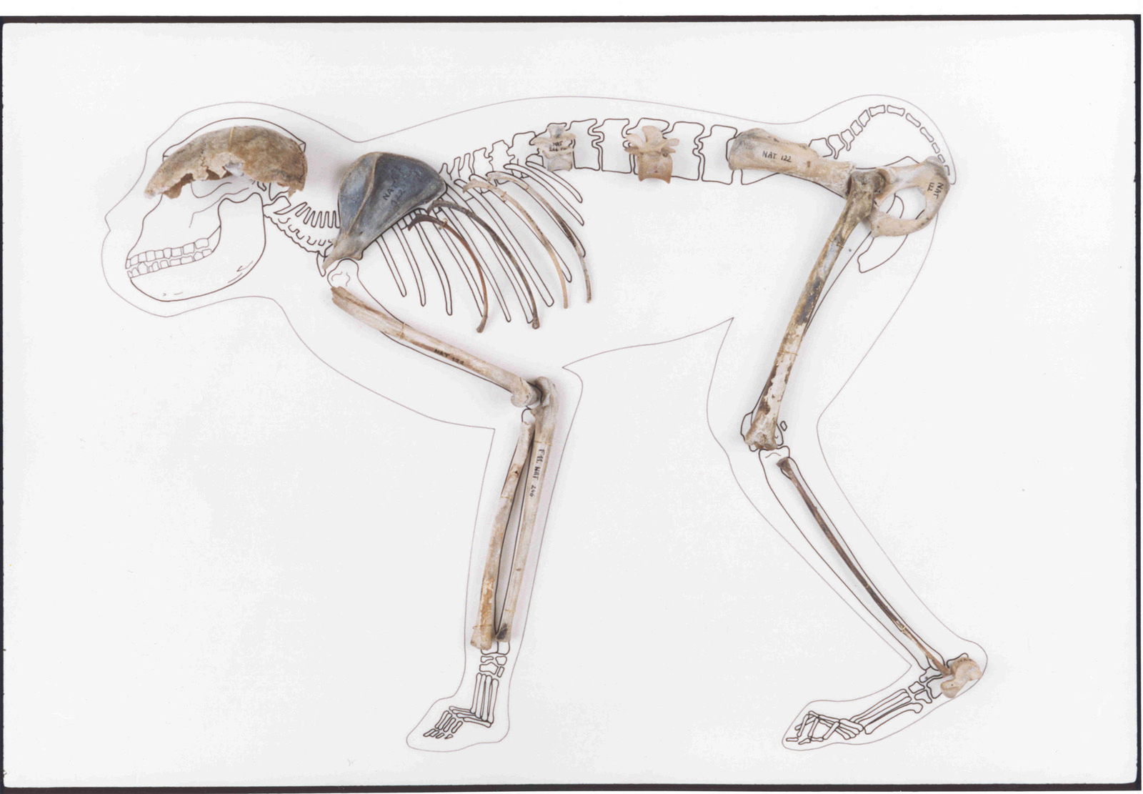 Photographie d'ossements de singe macaque
