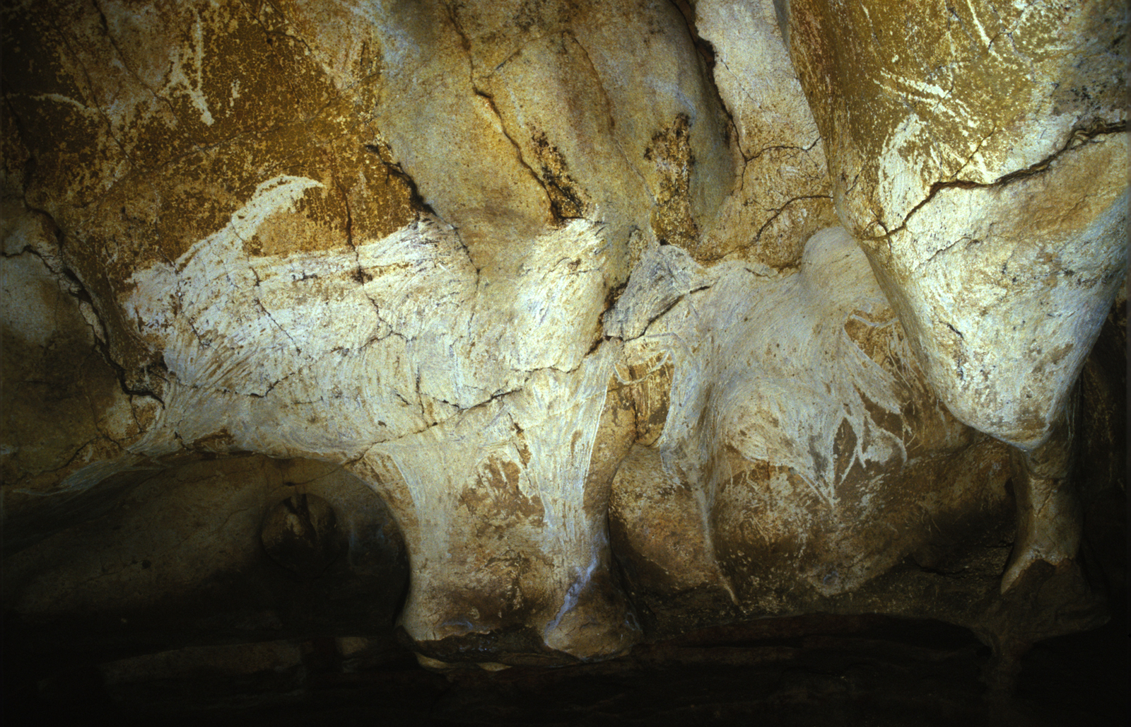 Mammouths raclés de la paroi droite