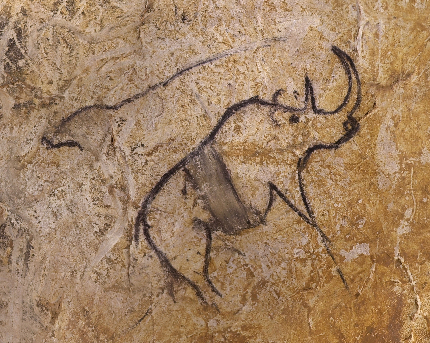 Rhinocéros à bande ventrale