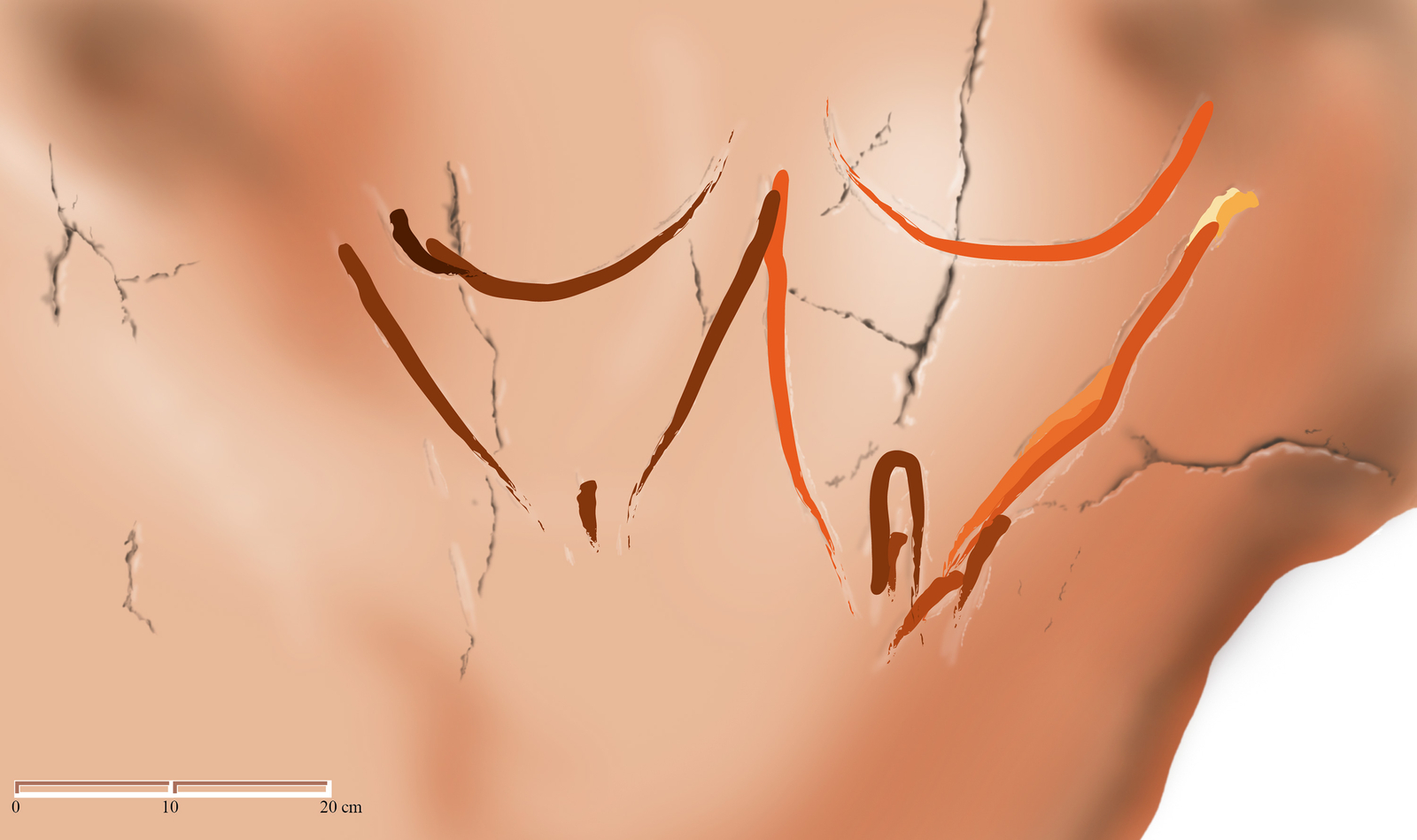 Chronologie des tracés des motifs vulvaires