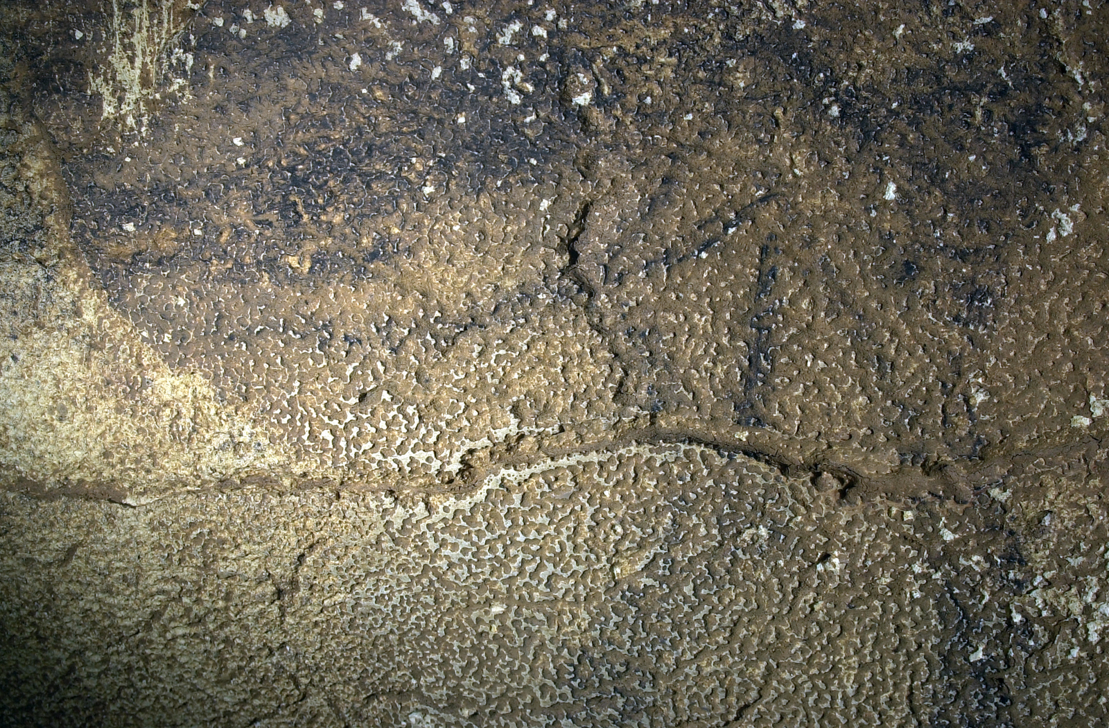 Traces du passage des ours