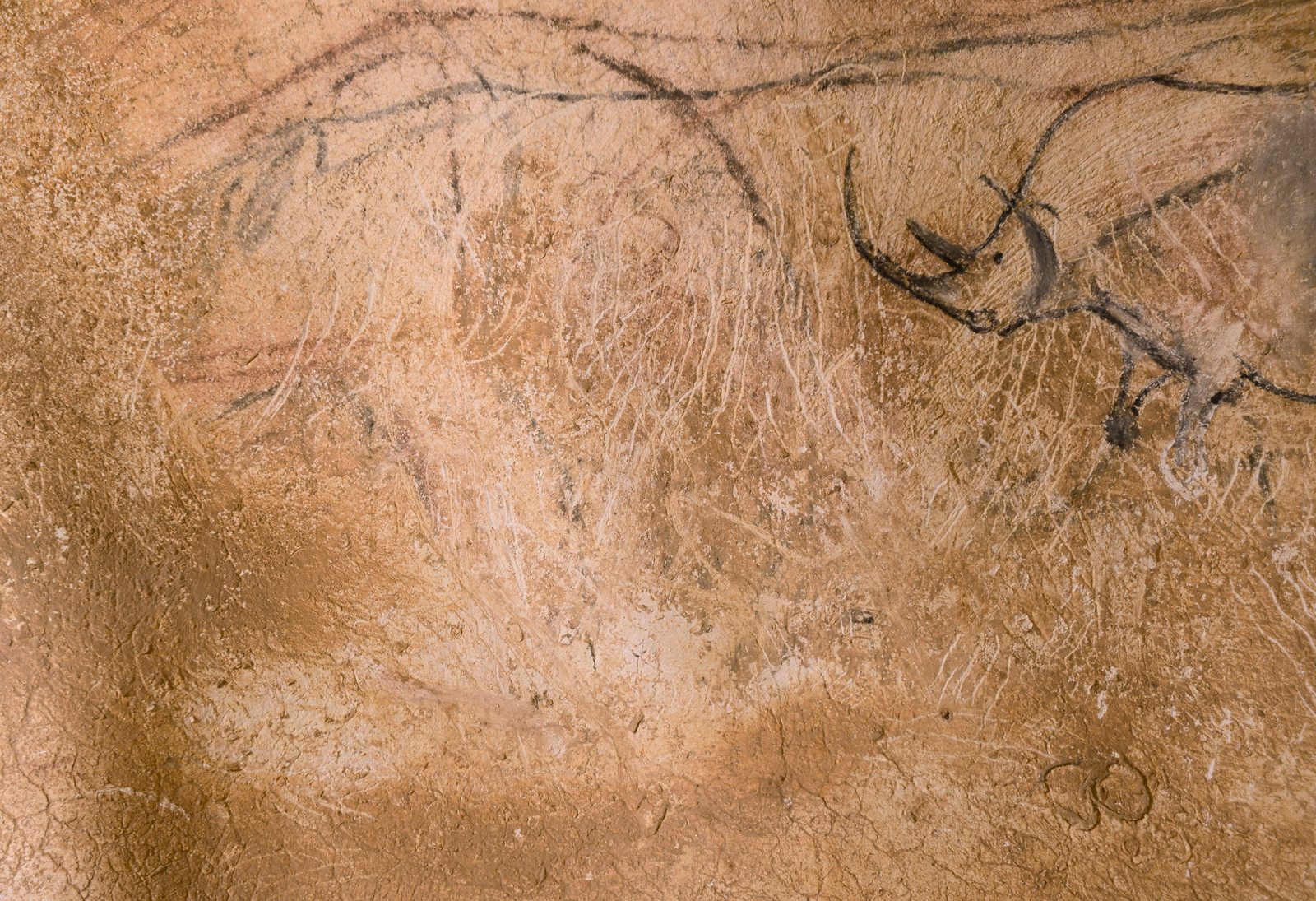 Cornes de rhinocéros