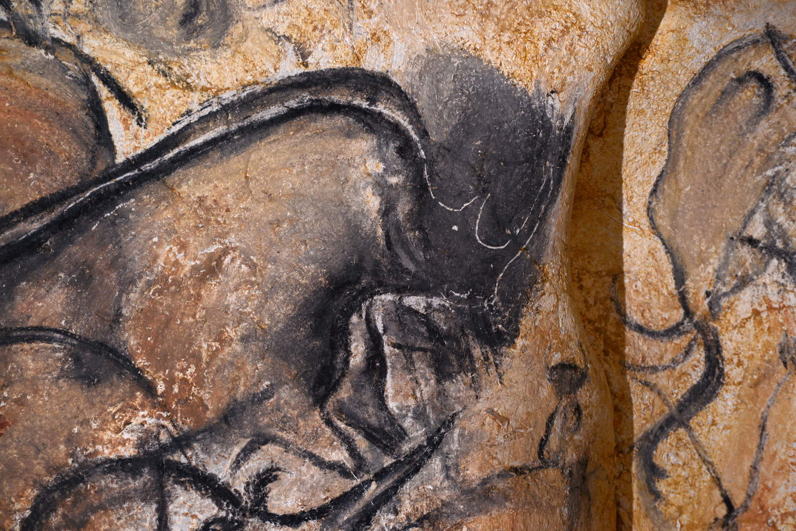 Détail de la tête du rhinocéros effacée et reprise