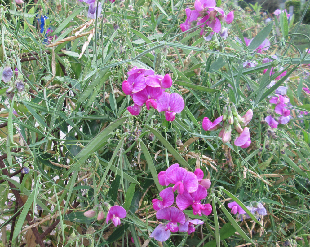 Gesse (Lathyrus sp.)