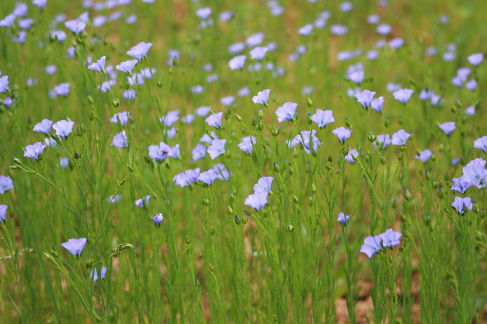 Le lin (Linum usitatissimum)
