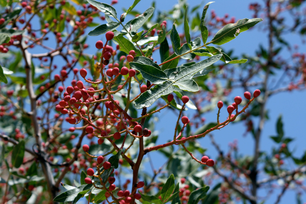 Le pistachier sauvage (Pistacia sp.)