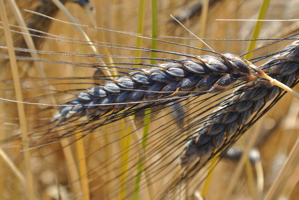 Le blé amidonnier (Triticum dicoccum)