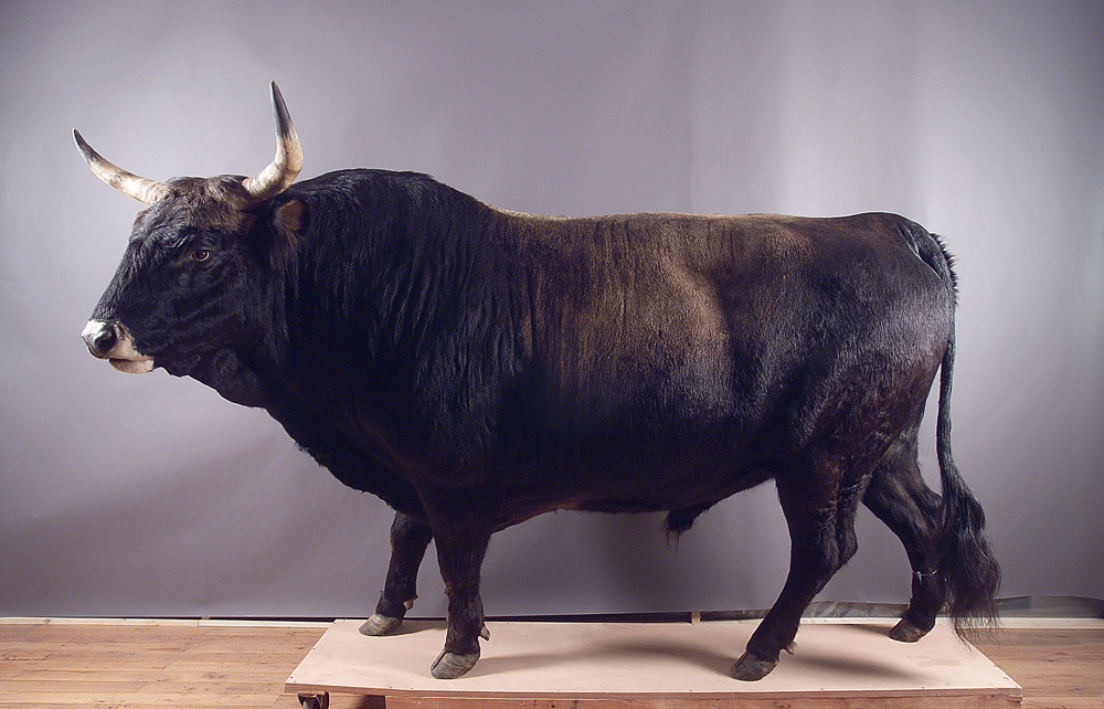 L’aurochs 