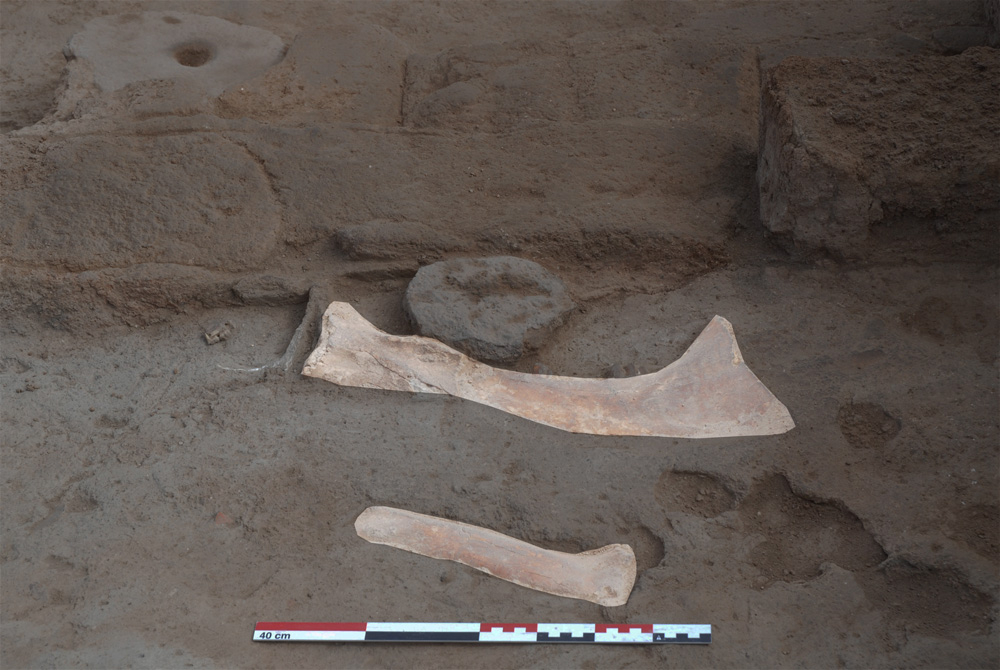 Ossements retrouvés en fouilles 