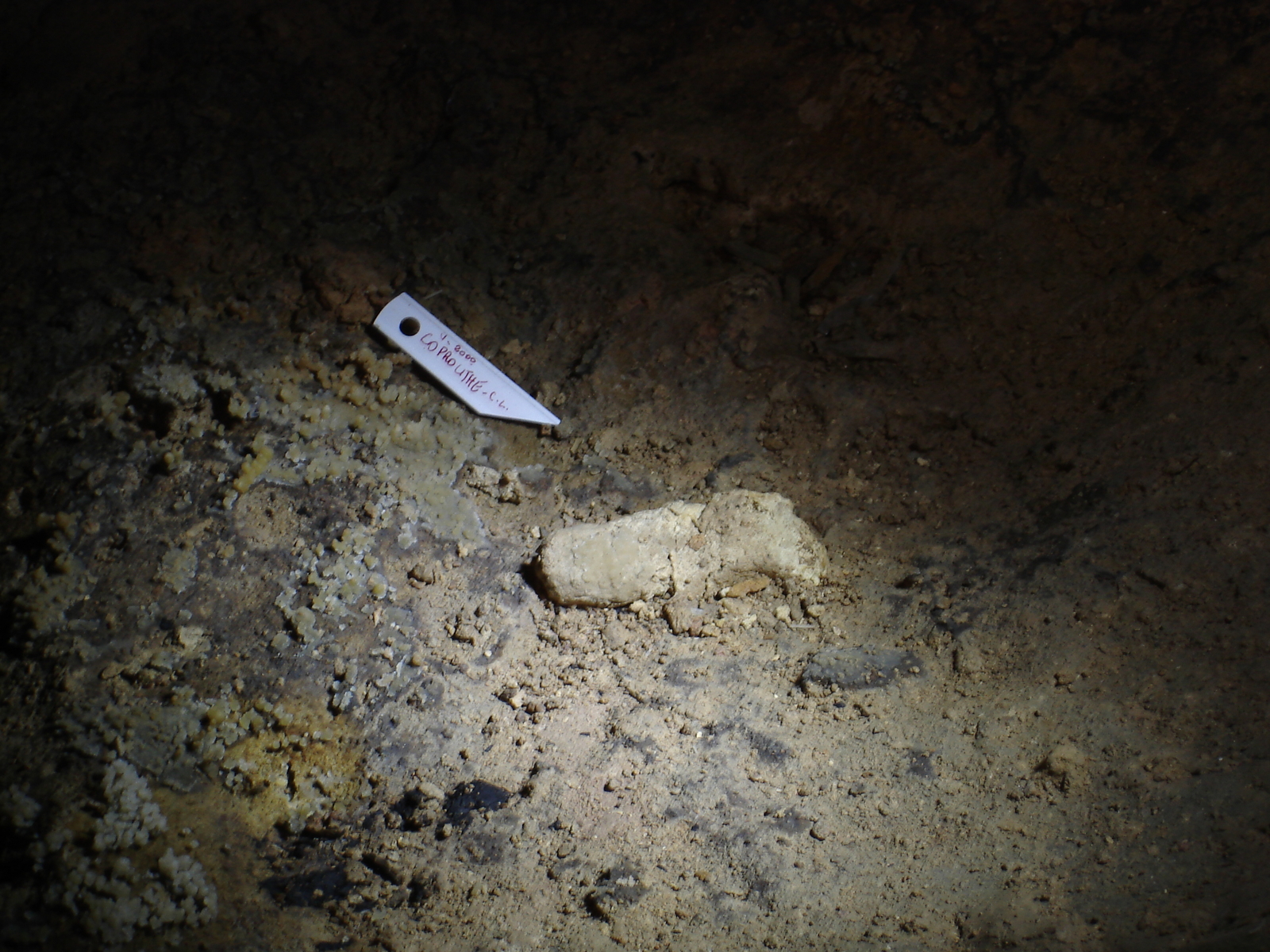 Coprolithe de loup de la galerie du Cierge