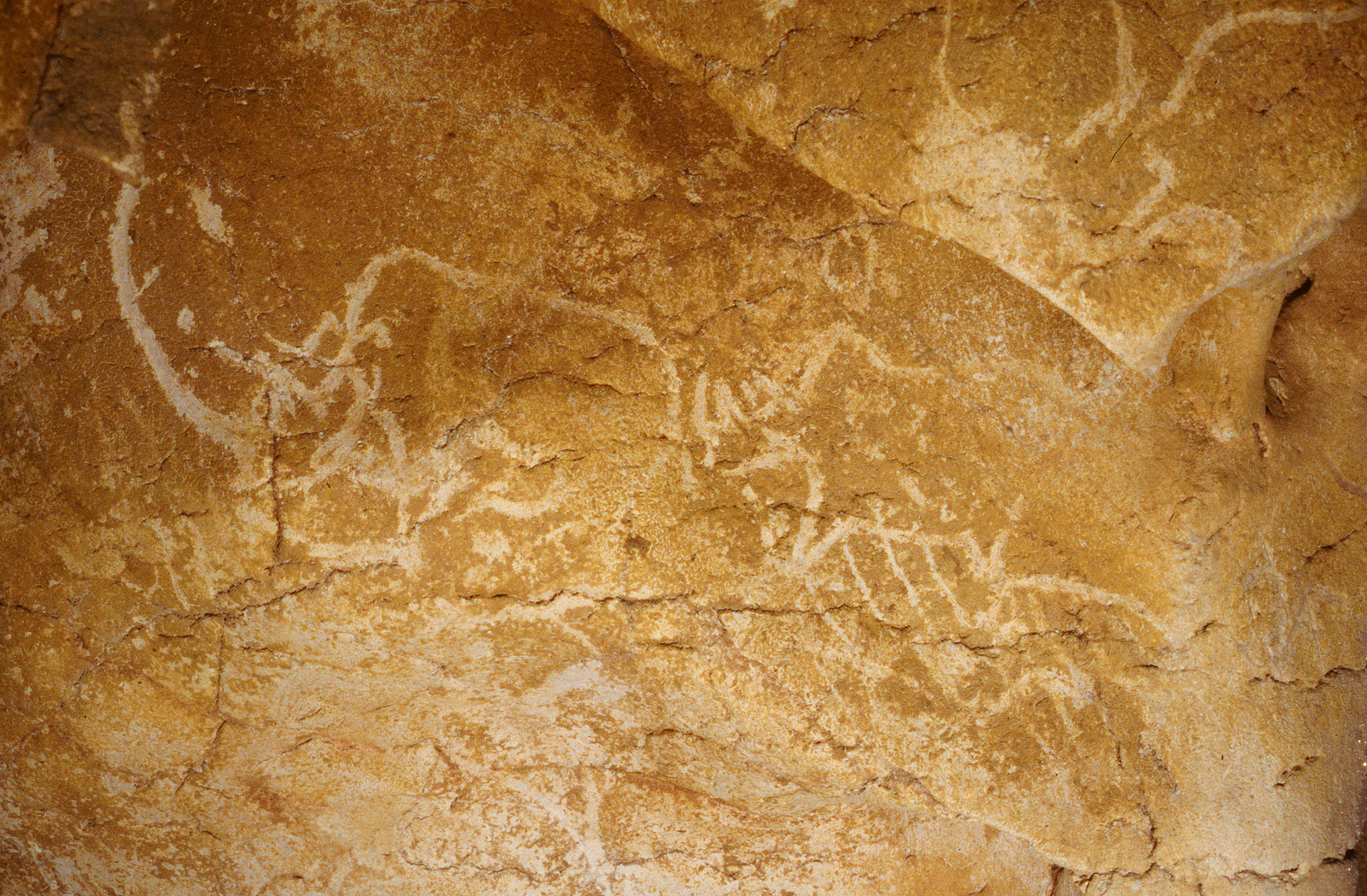 Les quatre Rhinocéros