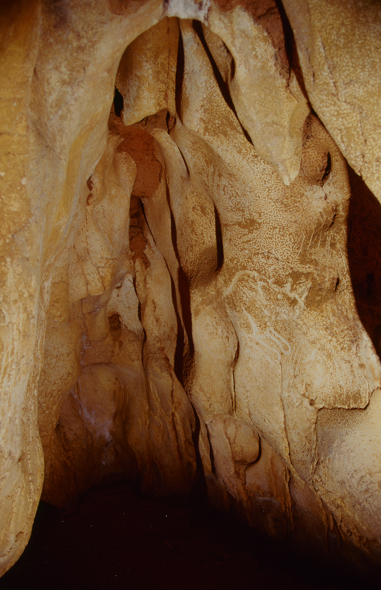 Le Rhinocéros de la paroi gauche