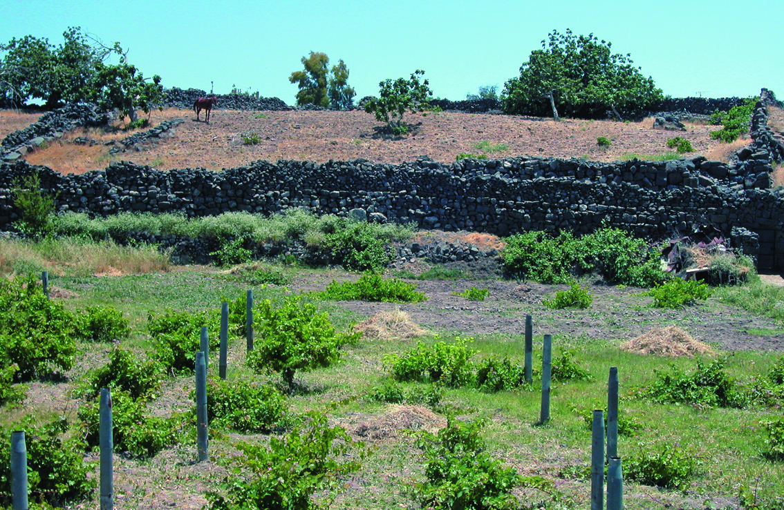 Jardin de Bosra