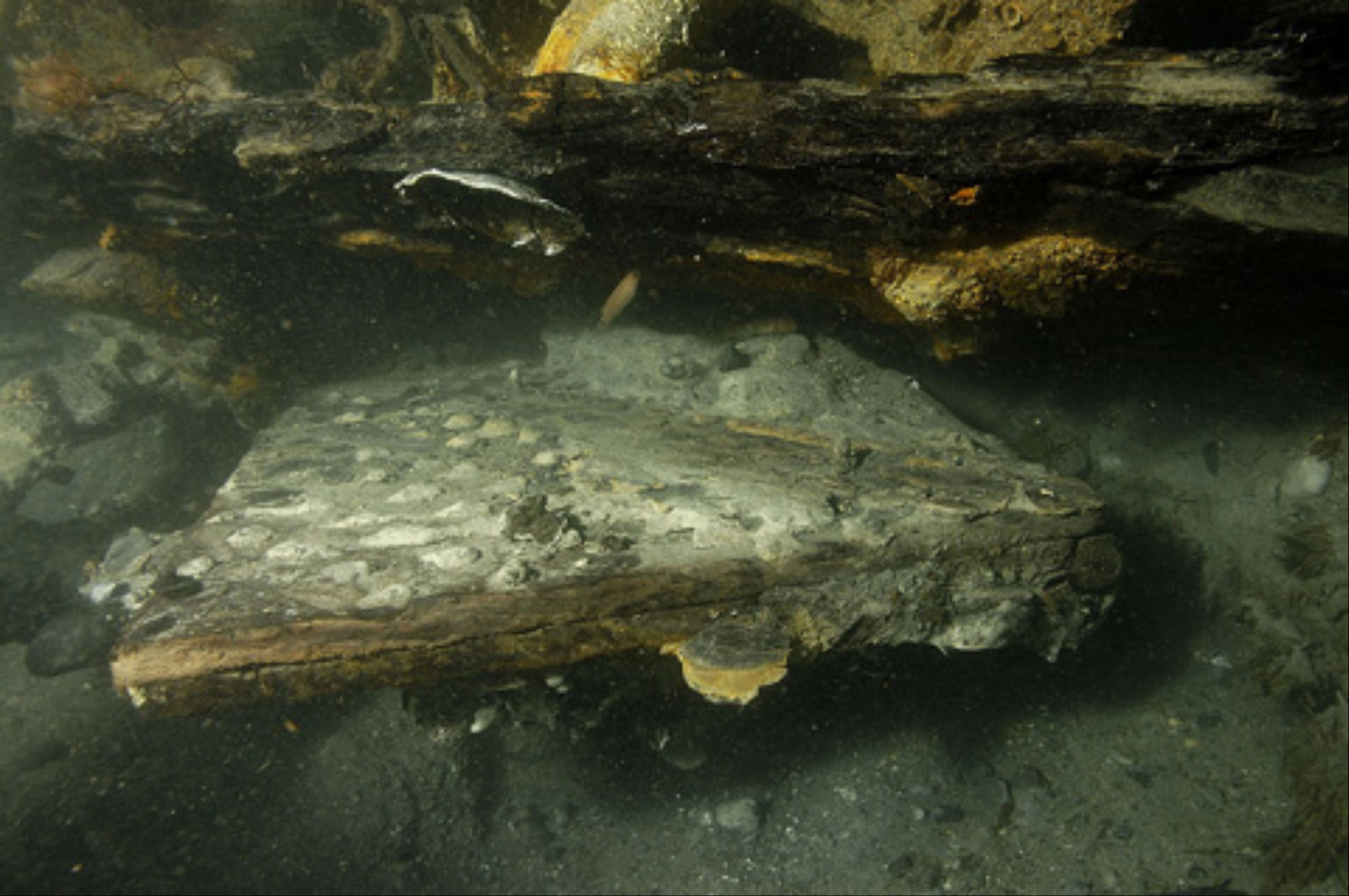 Photographie sous-marine de mantelets de sabord