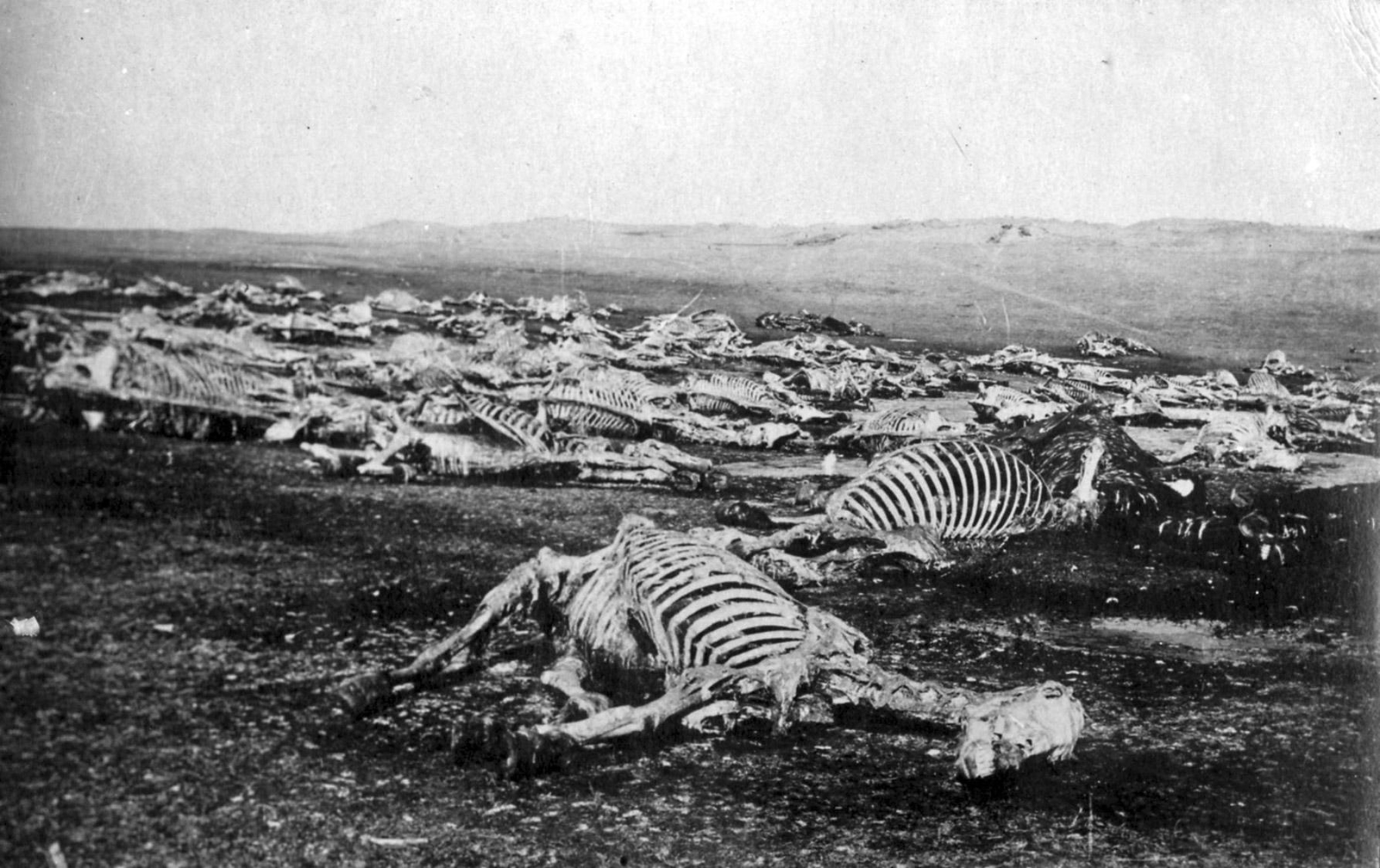 Chevaux tués en rase campagne sur le front Est