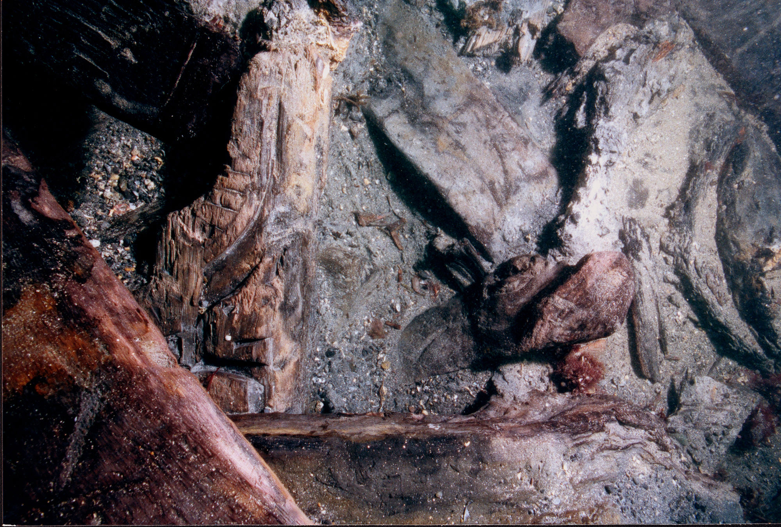 Photographie sous-marine d'une herpe de gaillard