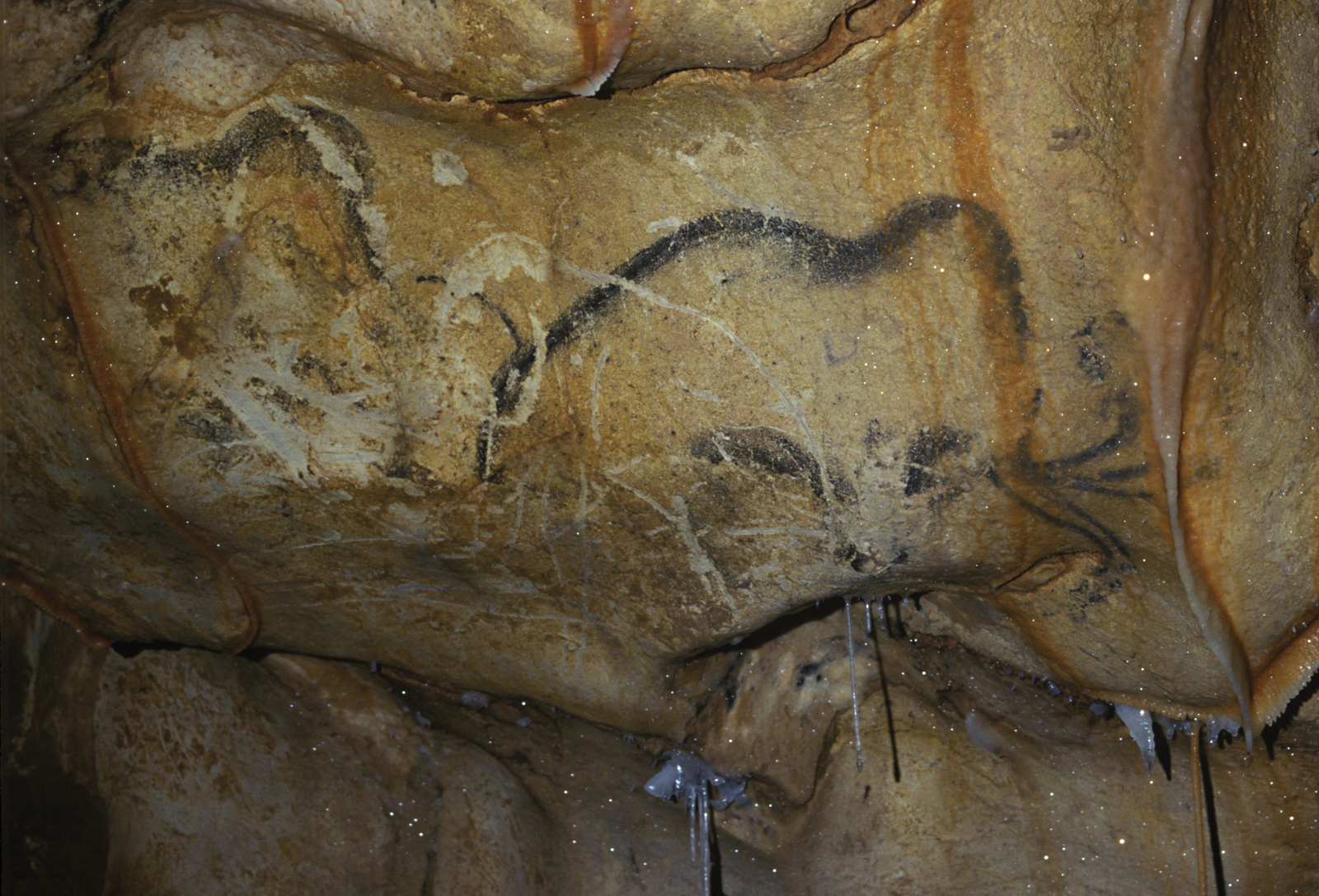 Mammouths de la paroi gauche