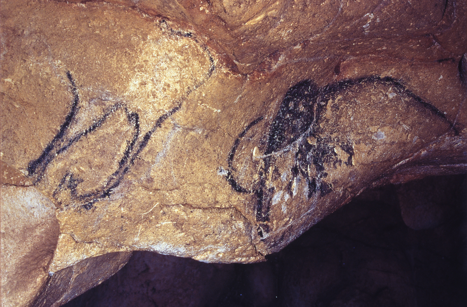 Mammouths de la paroi gauche