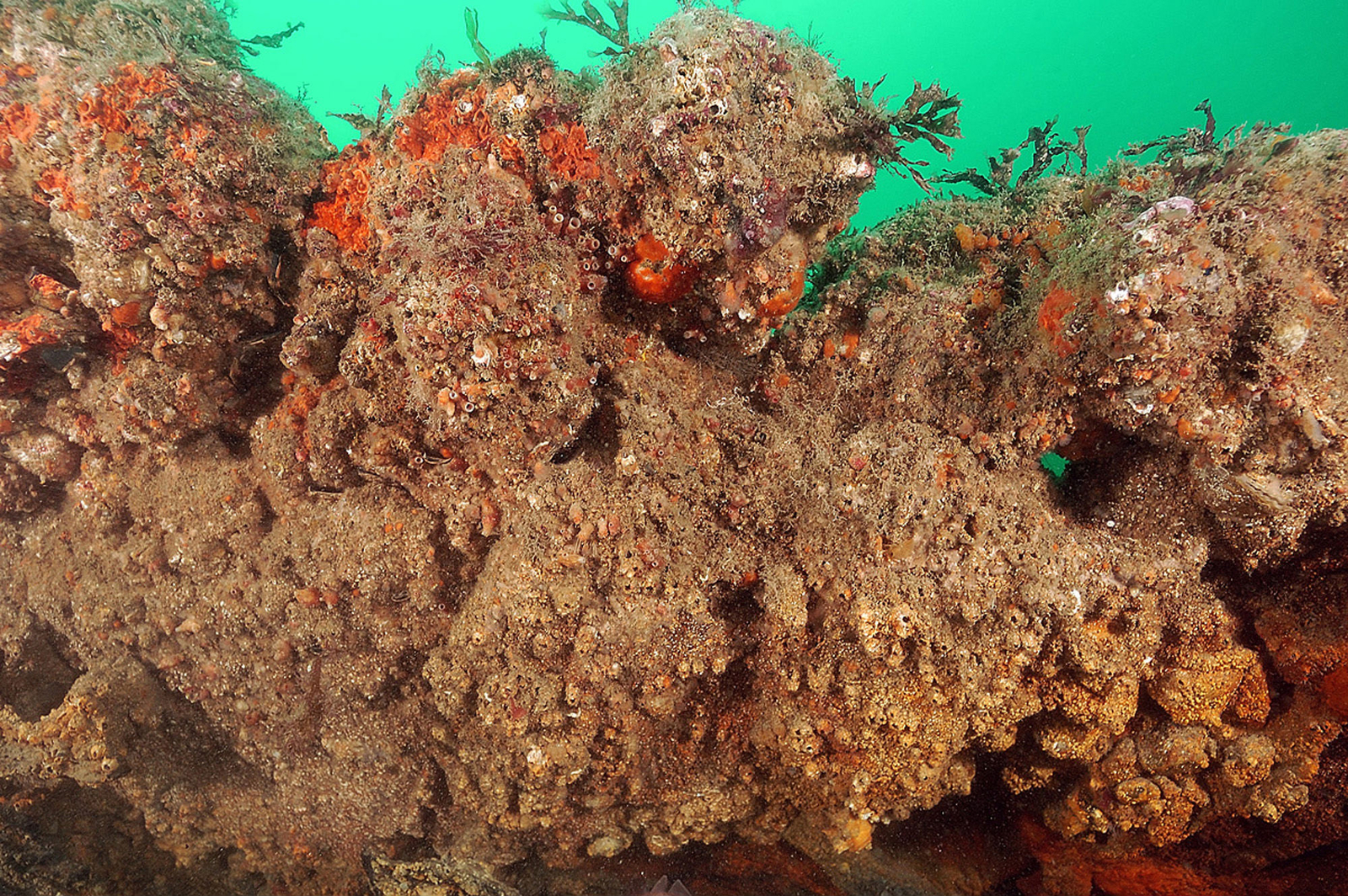 Photographie sous-marine de lingots de fer