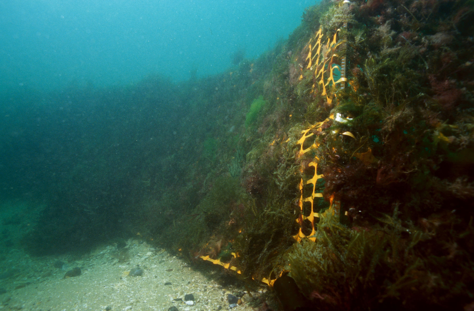 Photographie sous-marine de filets