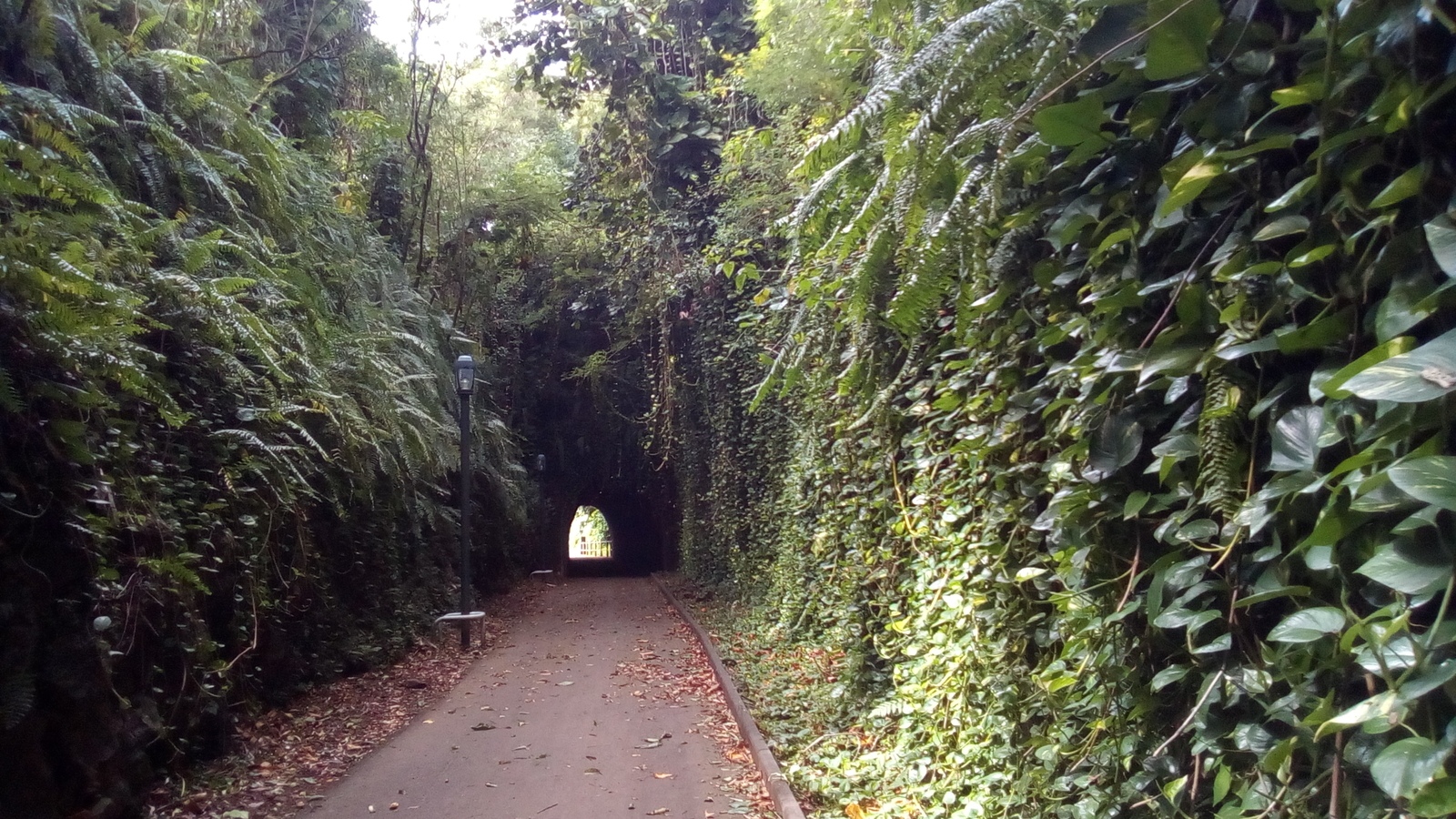 Tranchée ferroviaire (Sainte-Suzanne, Tunnel de Bel Air, 2017)