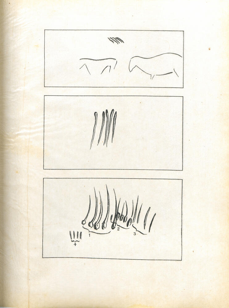 relévé griffades d'ours