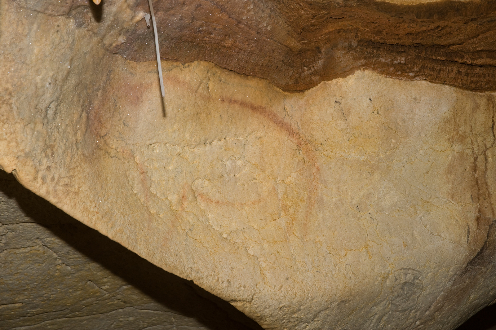 L’Ours à double profil rouge et noir