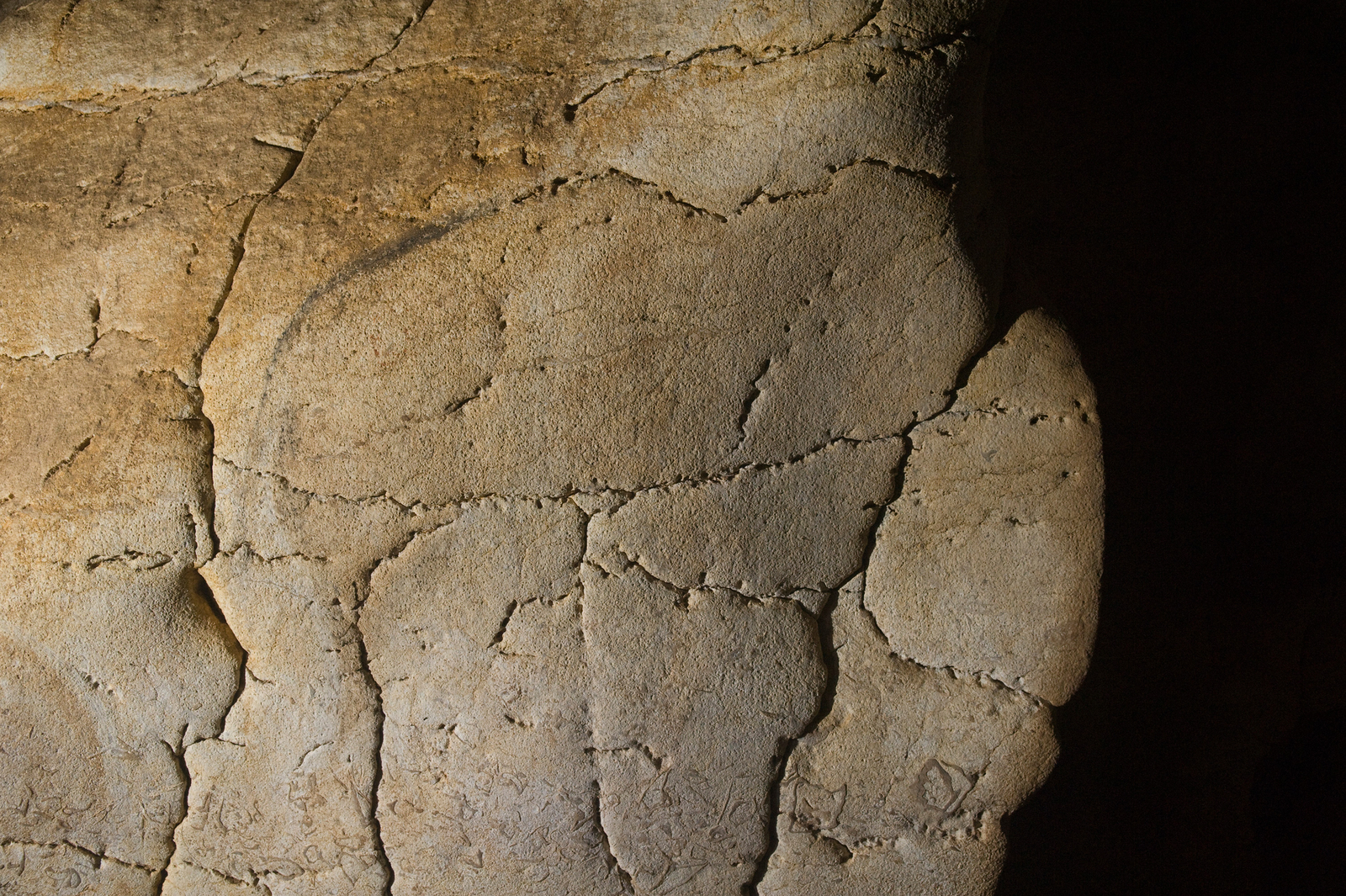 Détail du Mammouth peint en brun