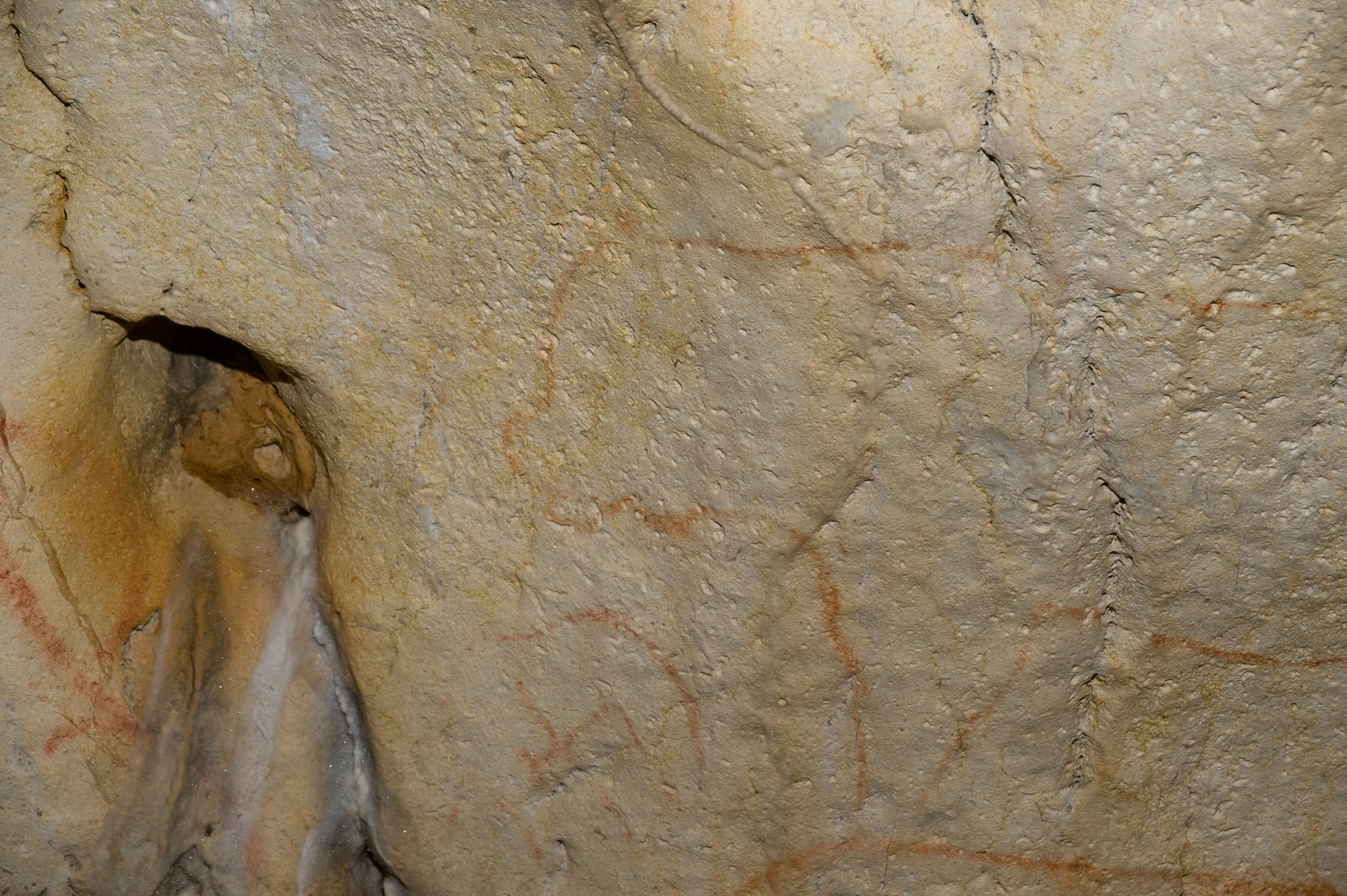 Détail de la paroi du panneau de la Panthère