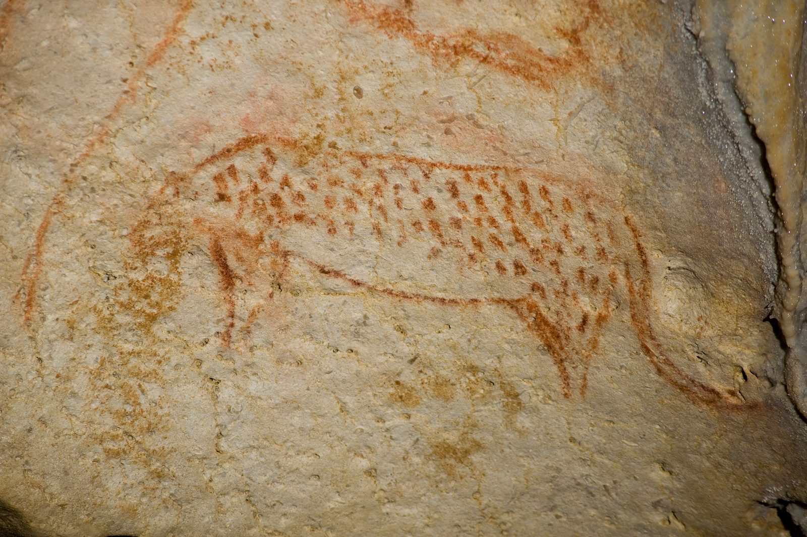 Détail de la Panthère