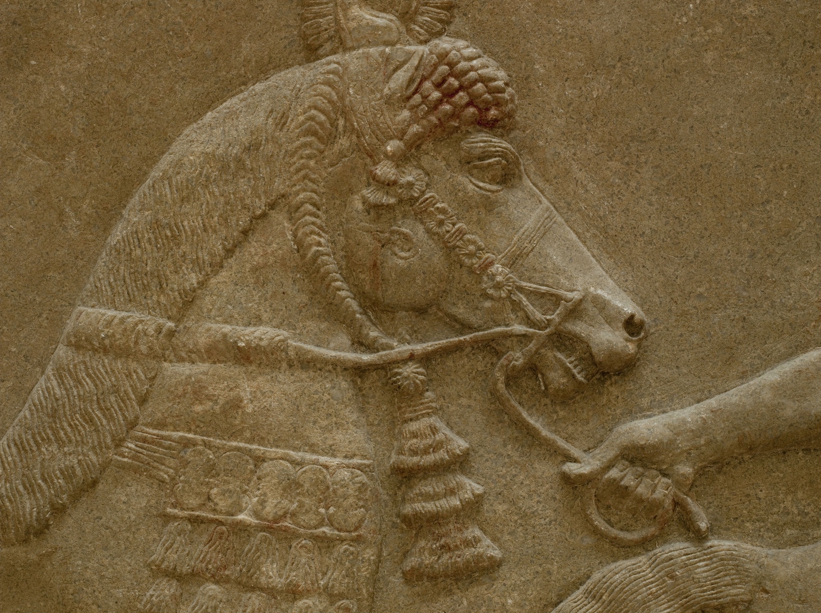 Relief des Tributaires mèdes (détail) : tête de cheval avec restes de polychromie