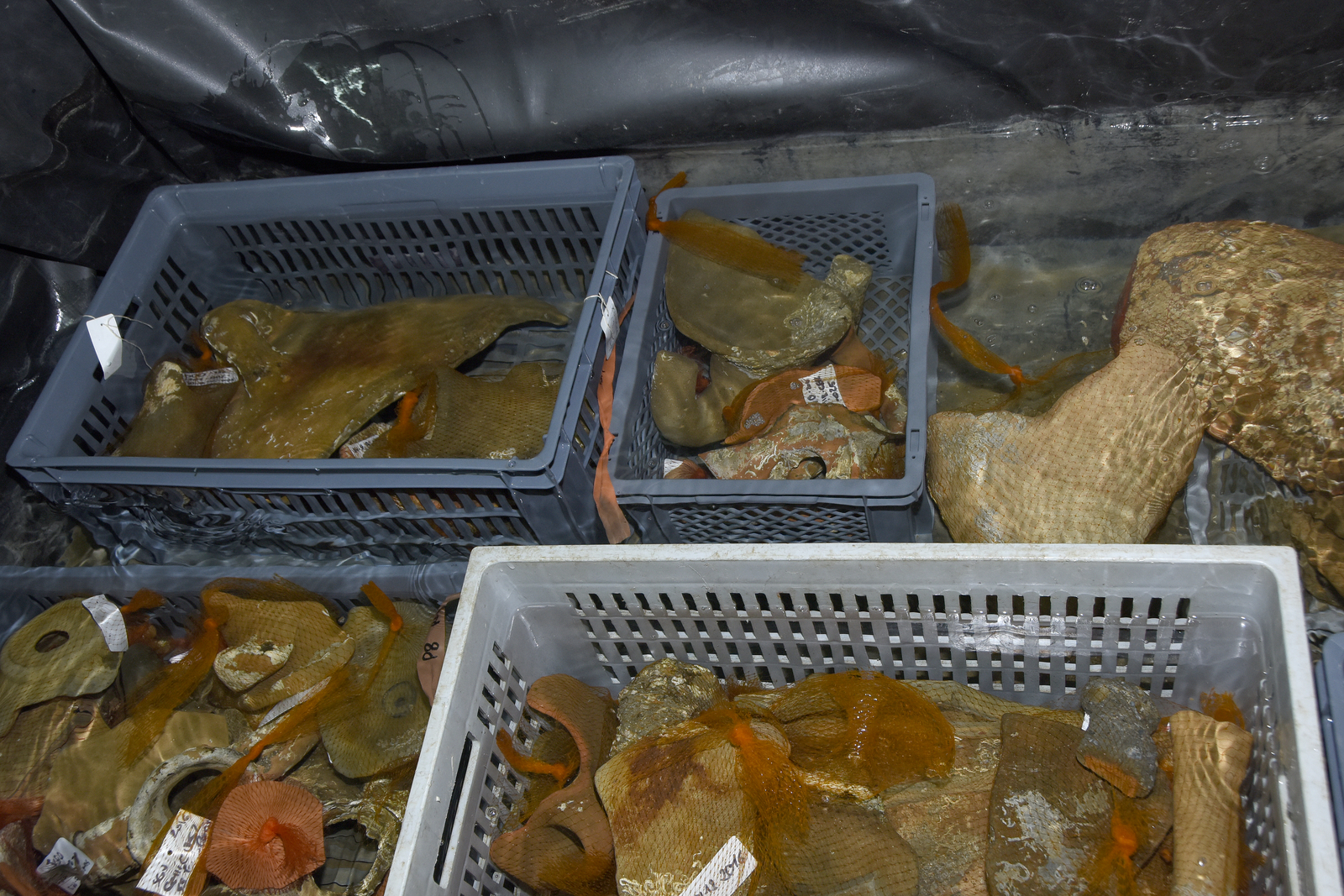 Photographie d'objet plongés dans l'eau douce