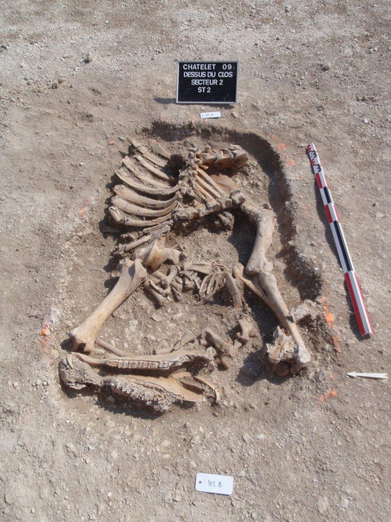Squelette de cheval en cours de fouille