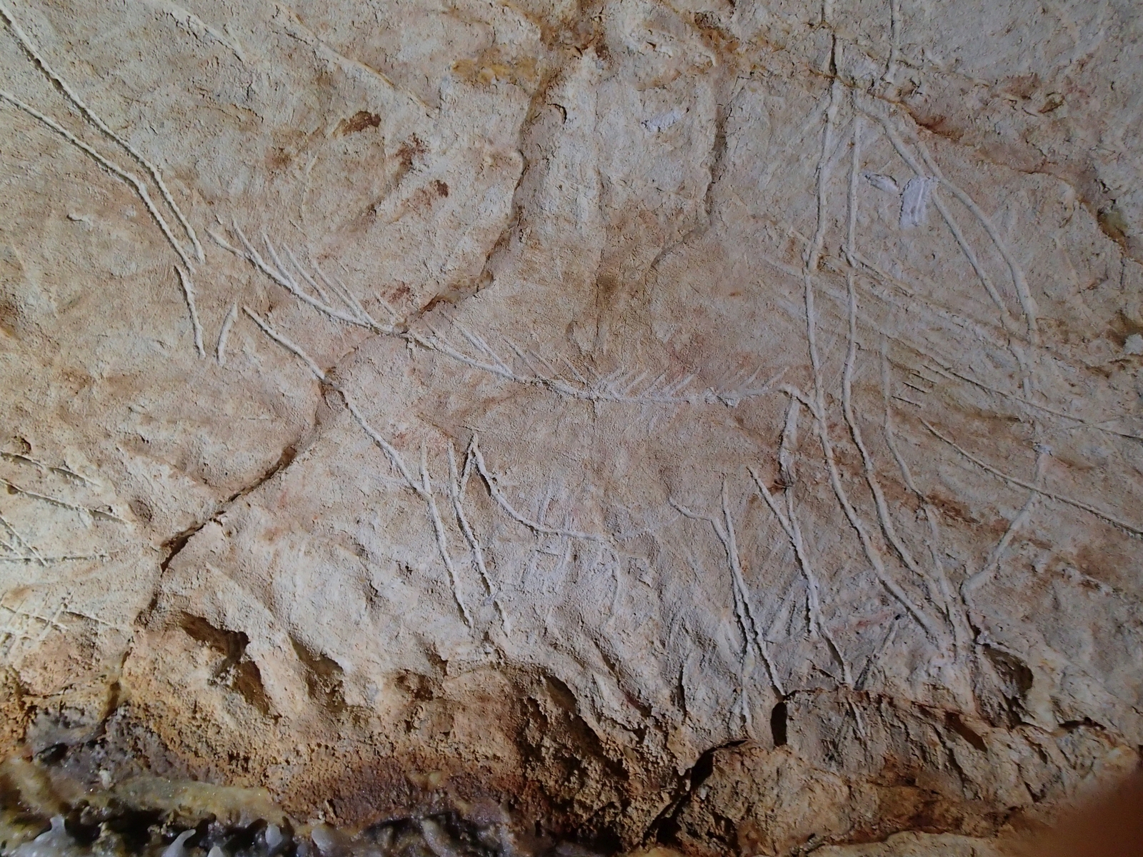 Photographie d'une gravure représentant des chamois dans la grotte Cosquer