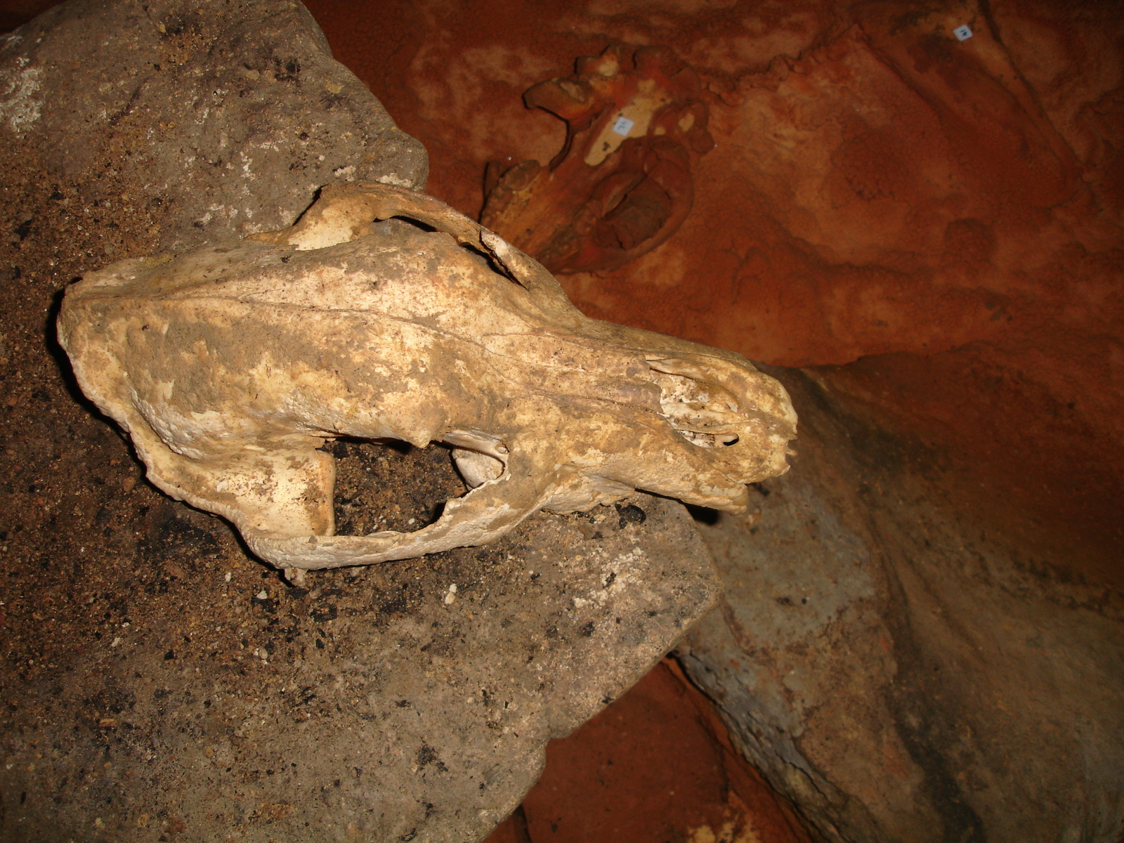 Vue verticale du crâne d’ours posé sur le bloc rocheux