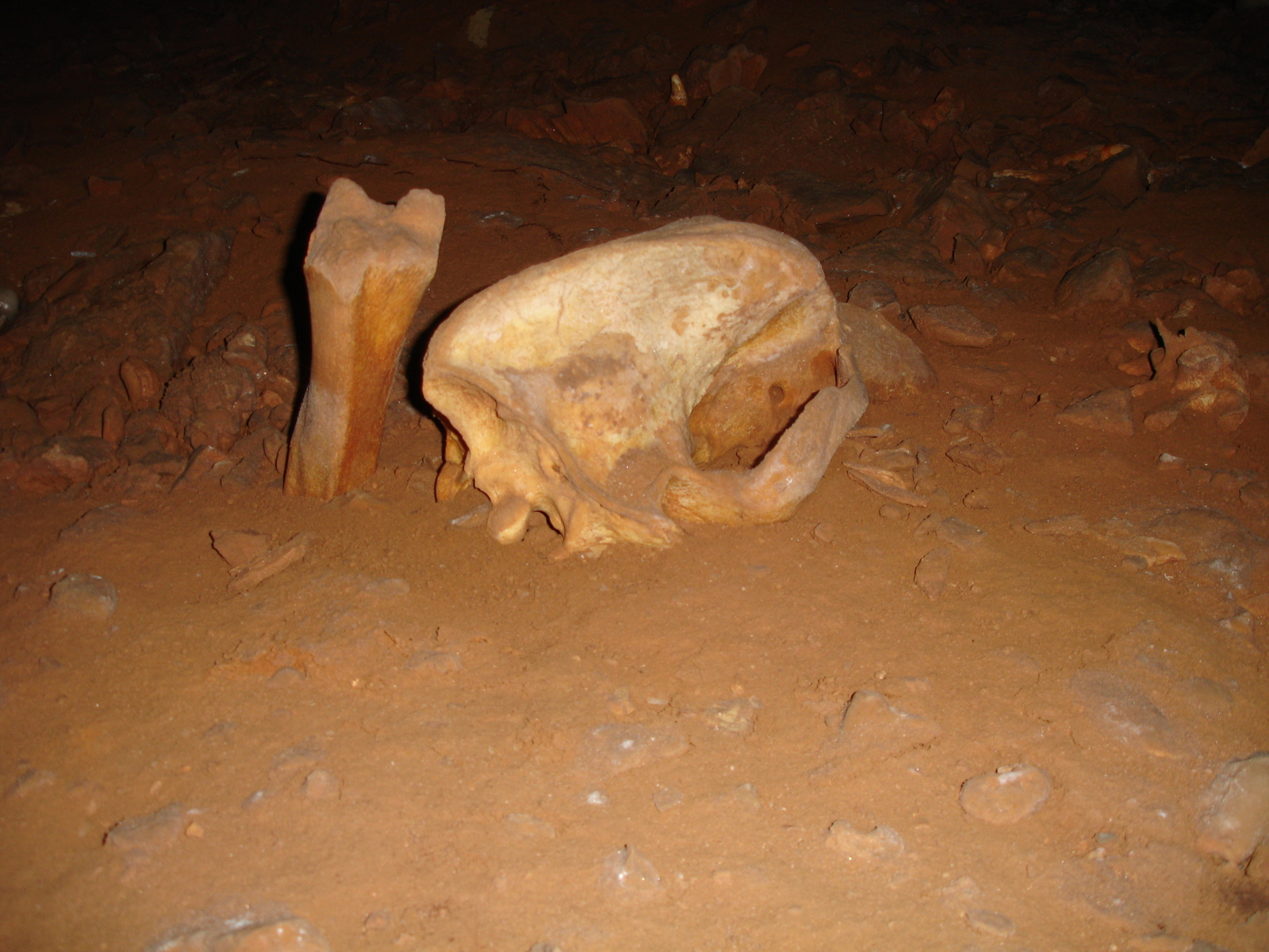 Humérus fiché verticalement dans le sol