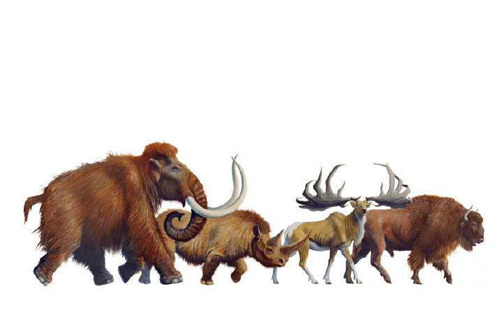 Faune du paléolithique