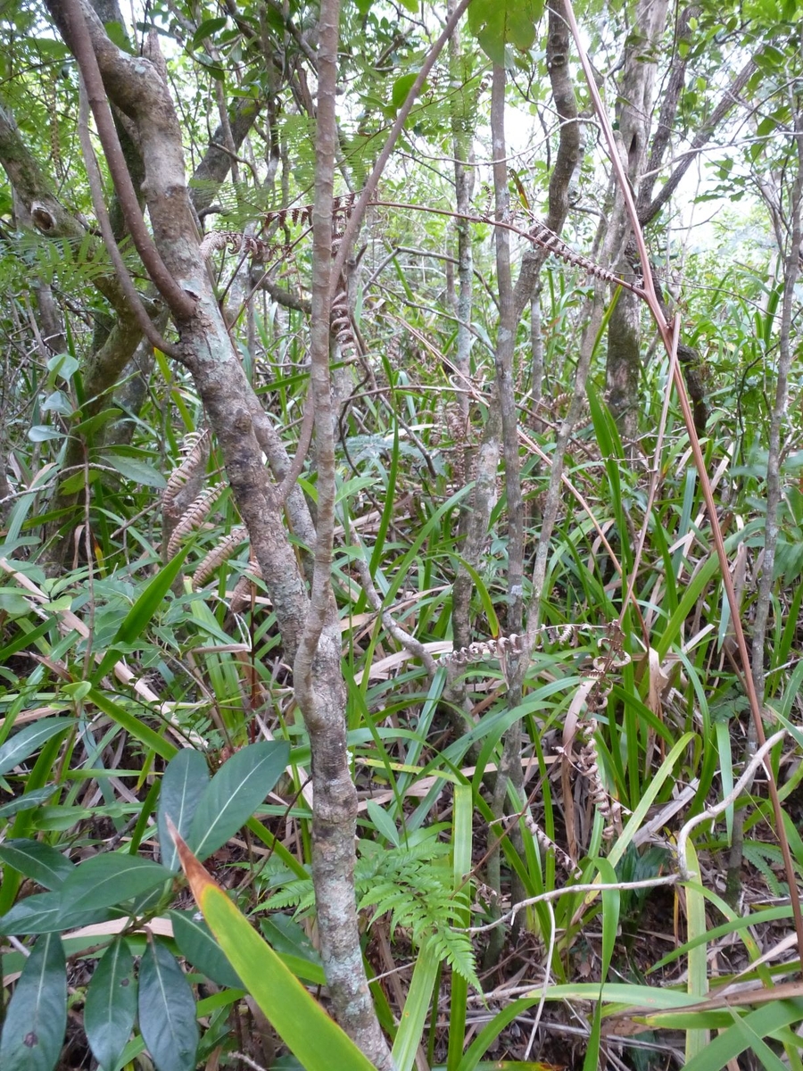 Bory (Saint-Joseph, Piton Colignet)