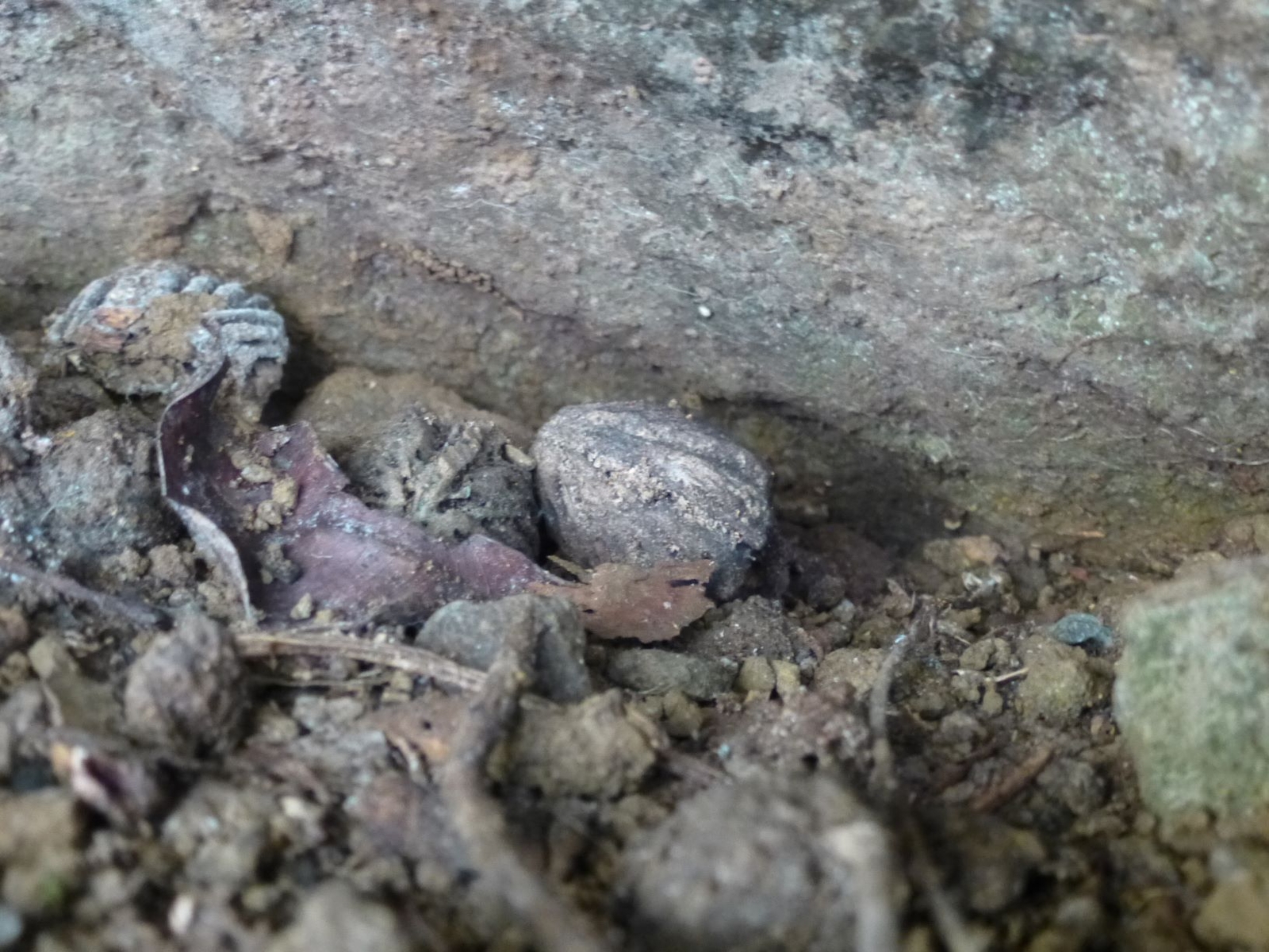 Peach pits (Saint-Joseph, Piton Colignet, 2014)