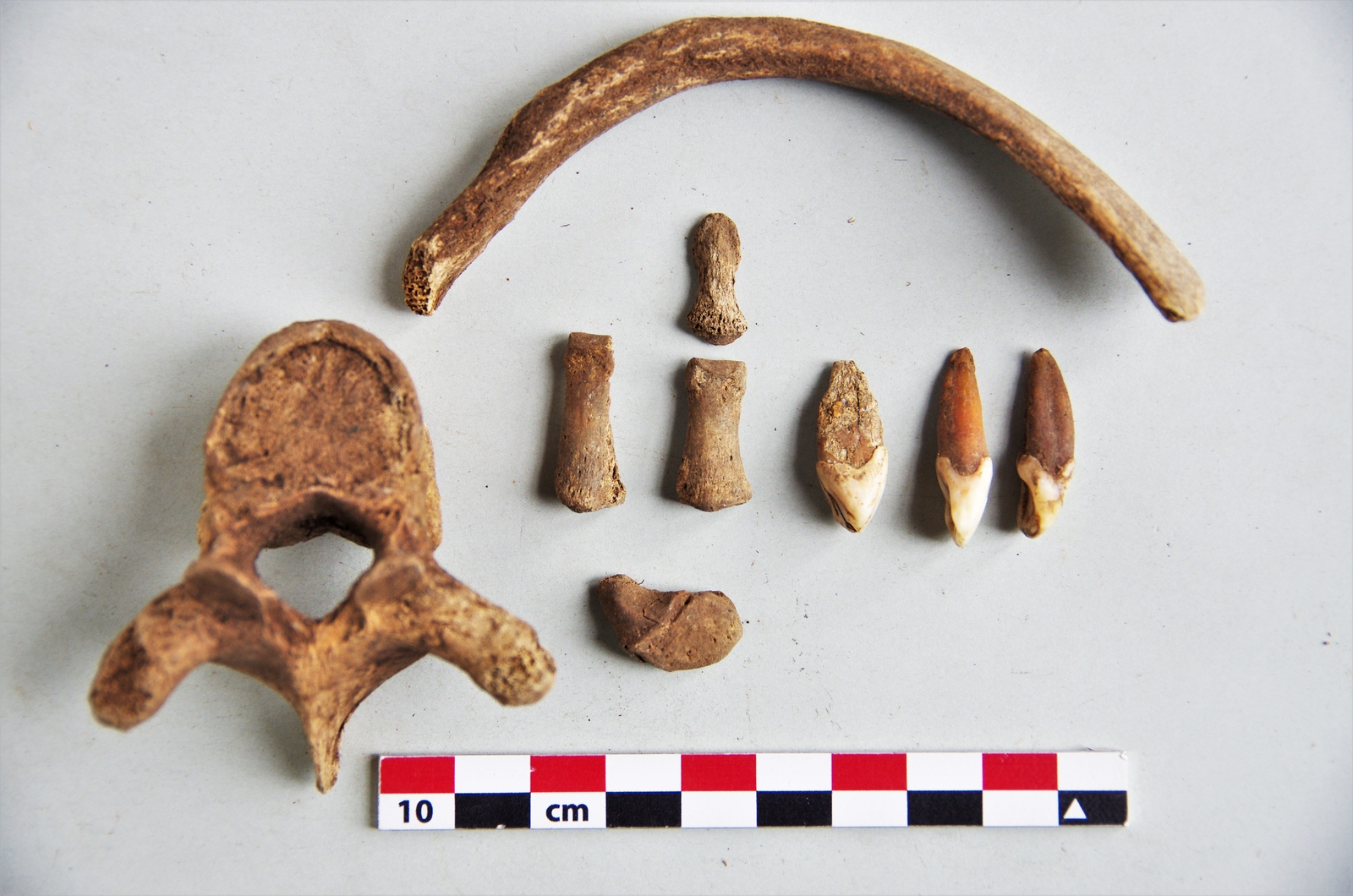Ossements humains (Saint-Joseph, Caverne Lépinay)