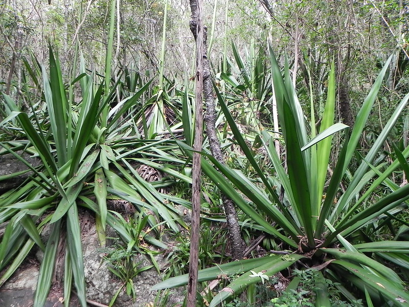 Choka (Saint-Leu, Ravine du Trou, 2019)