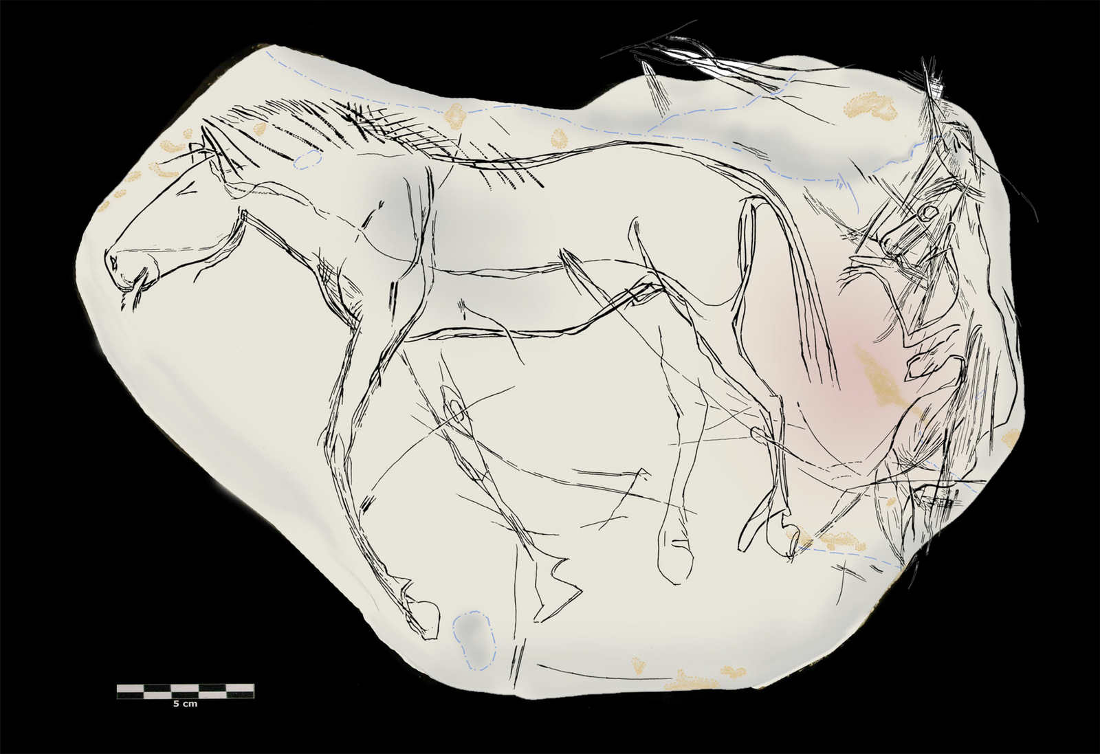 Le relevé de la gace 1 (recto) du galet gravé d'Étiolles. © Gilles Tosello / Carole Fritz