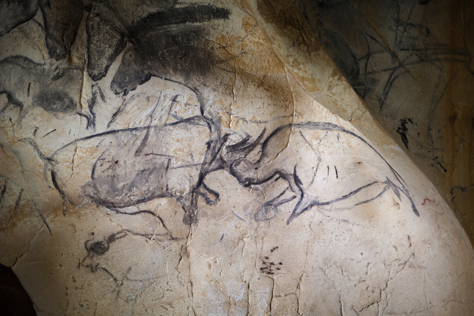 Les Rhinocéros affrontés