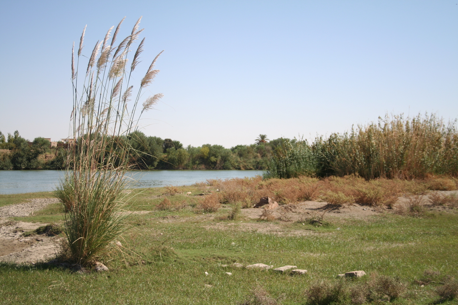 Roseaux des bords de l'Euphrate