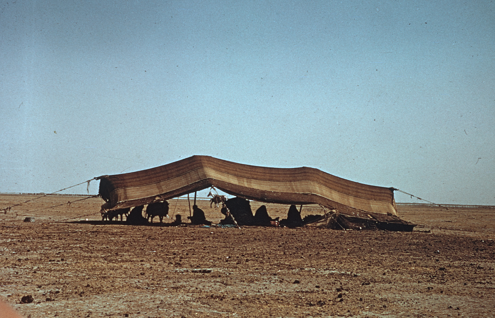 Une tente de bédouin. © Mission Archéologique française de Larsa-‘Oueili, ARCH. MAE, JLH272_08_19