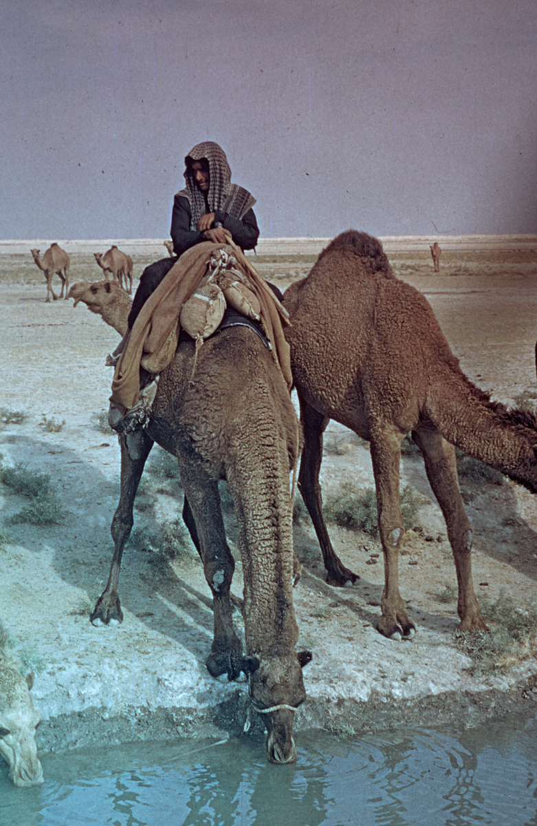 Un chamelier. © Mission Archéologique française de Larsa-‘Oueili, ARCH. MAE, JLH272_08_20